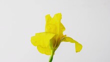 Time-lapse Of Growing Yellow Iris Flower. Spring Flower Iris Blooming On White Background. Iris Rotates, 4k