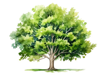 Wall Mural - Watercolor illustration of a big green tree isolated on transparent background, Generative AI