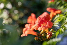 Close-up Of Blossoms Of A Trumpet-creeper (campsis)