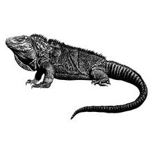 Jamaican Iguana Hand Drawing Vector Isolated On Background.