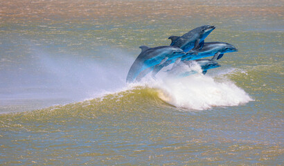 Poster - Group of dolphins jumping on the water - Beautiful seascape and blue sky