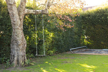 Swing Hanging On A Tree And Covered Pool In Green Garden On Sunny Day