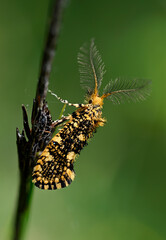 Wall Mural - Fungus moth // Holzmotte (Euplocamus ophisa) - Pinios Delta, Greece