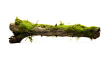 Fresh Green Moss On Rotten Branches And Dirt Isolated Png