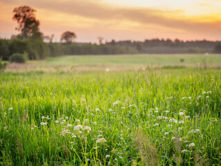 Wall Mural - Stunning sunset scene with green grass field and forest in a far distance. Calm and peaceful mood. Nobody. Nature in a warm sun light. Calm atmosphere.