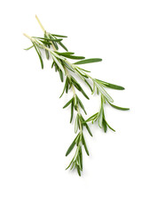 Wall Mural - fresh rosemary twigs isolated on white background.