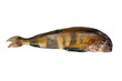 Greenling fish isolated on white background with clipping path. Full Depth of field. Focus stacking. PNG