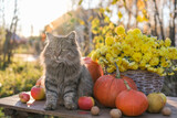 Fototapeta Zwierzęta - Fluffy cat sits on a table among pumpkins and baskets with autumn flowers