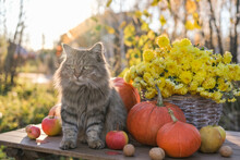 Fluffy Cat Sits On A Table Among Pumpkins And Baskets With Autumn Flowers