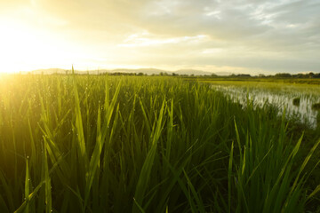 rice field