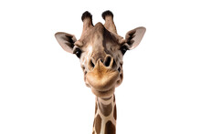 Portrait Of Giraffe Isolated On Transparent Background. Generative Ai
