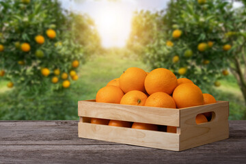 Wall Mural - Orange fruit in wooden box on wooden table with oranges tree in garden blur background.