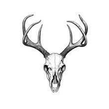 Deer Skeleton Free Stock Photo - Public Domain Pictures