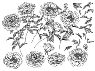 Wall Mural - Vector set of 22 elements of flowers, leaves and buds of peonies in the style of engraving