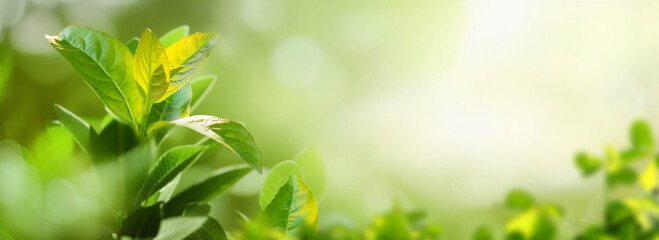 Poster - Beautiful natural spring summer defocused panoramic background frame with fresh juicy foliage and bokeh outdoors in nature.