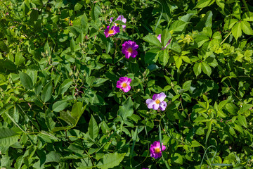 Sticker - Wild rose - Carolina rose (Rosa Carolina or R. blanda)  North American Native Roses