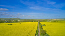 Rapeseed Fields Panorama. Blooming Yellow Flower Meadows. Rapeseed Crop.