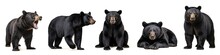 Wildlife Animals Bears Banner Panorama Long - Collection Of Standing, Sitting, Screaming, Lying Group Of American Black Bear (Ursus Americanus), Isolated On White Background (Generative Ai)