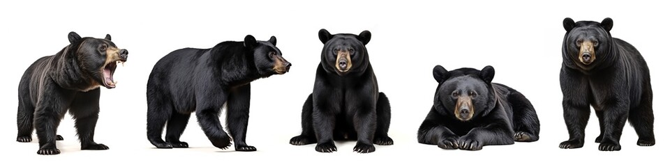 Wall Mural - Wildlife animals bears banner panorama long - Collection of standing, sitting, screaming, lying group of american black bear (Ursus americanus), isolated on white background (Generative Ai)