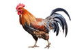 rooster isolated on transparent background. Gallic rooster .