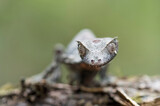 Fototapeta  - Satanic Leaf Tailed Gecko (Uroplatus phantasticus)