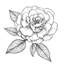 Floral Camellia Flower Ai Generated