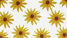 Top View Yellow Flowers Swirl On A White Background. Looped Background. 3d Render