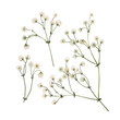 Set of watercolor gypsophila flowers isolated on a transparent background. Digital botanical illustration for your design