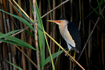 Poster - Little bittern // Zwergdommel (Ixobrychus minutus) 