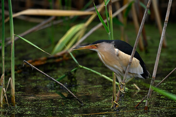 Poster - Little bittern // Zwergdommel (Ixobrychus minutus) 