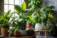 Diverse Indoor Garden: Marble Queen Pothos And Prayer Plant Among Various Houseplants. Generative AI