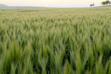Wall Mural - View of young wheat grain field. Agriculture and farming industry.Food ingredients.