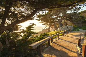 Avenue of cypresses near Pubble Beach at sunset. Viewpoint Pebble Beach Monterey California. Landscape of California on coastline at sunset. Monterey 17 Mile Drive. Cypresses on Pacific Ocean's shore