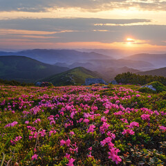 Canvas Print - Rhododendron flowers on early morning summer misty mountain top