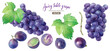  紫ブドウの果実と葉の水彩イラスト。セット。（ベクター）