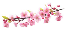 Sakura Flowers Blooming In Springtime, A Bunch Of Wild Himalayan Cherry Blossom Pink Flowers On Tree Twig