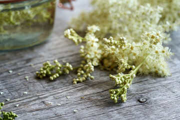 Wall Mural - Meadowsweet blossoms collected in summer - preparation of tincture