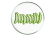 © MM - Petri dish isolated on empty background. Aloe vera slices in a Petri dish.