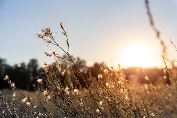 Wall Mural - Abstract warm landscape of dry wildflower and grass meadow on warm golden hour sunset or sunrise time. Tranquil autumn fall nature field background. Soft golden hour sunlight at countryside