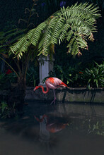 Pink Flamingo Standing In Water In Funchals Tropical Garden
