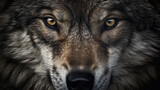 gray wolf portrait HD 8K wallpaper Stock Photographic Image