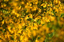 Yellow Blossoms On Twigs
