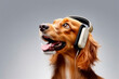 dog with a phone and headphones making a call