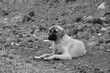 View of a homeless dog lying among stones in grayscale