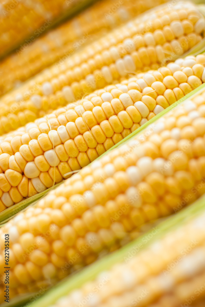 The swings of ripe corn are located diagonally across the frame, close ...