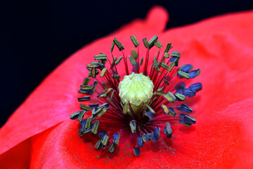 Sticker - Detail of a poppy flower (Papaver rhoeas) where you can see its