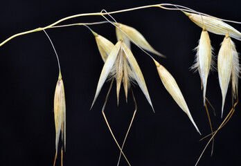 Wild oat flowers (Avena sp) on a black background