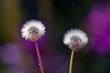 Pappus of the two asteraceae on a purple background