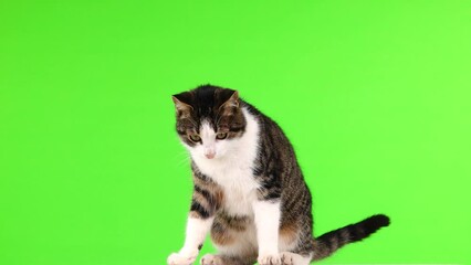 Canvas Print -  kitten looks in different directions on the green screen slow motion