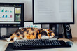 Cat sleeping on the desk at home-based office with IT equipment. Blurred screens with financial data, graphs and diagrams. Remote workplace at home. Finance market business. Soft selective focus.